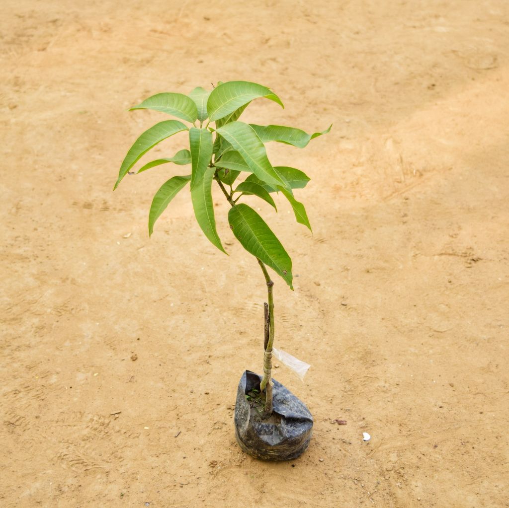 Aam (~ 1 Ft) in 3 Inch Nursery Bag