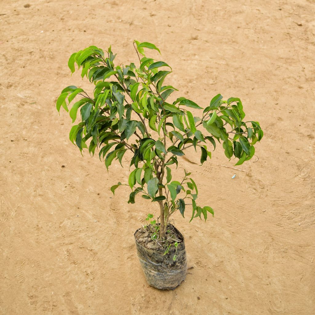 Ficus Benjamina Black (~ 2 Ft) in 5 Inch Nursery Bag