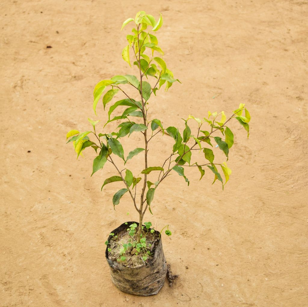 Ficus Benjamina Yellow (~ 1 Ft) in 5 Inch Nursery Bag