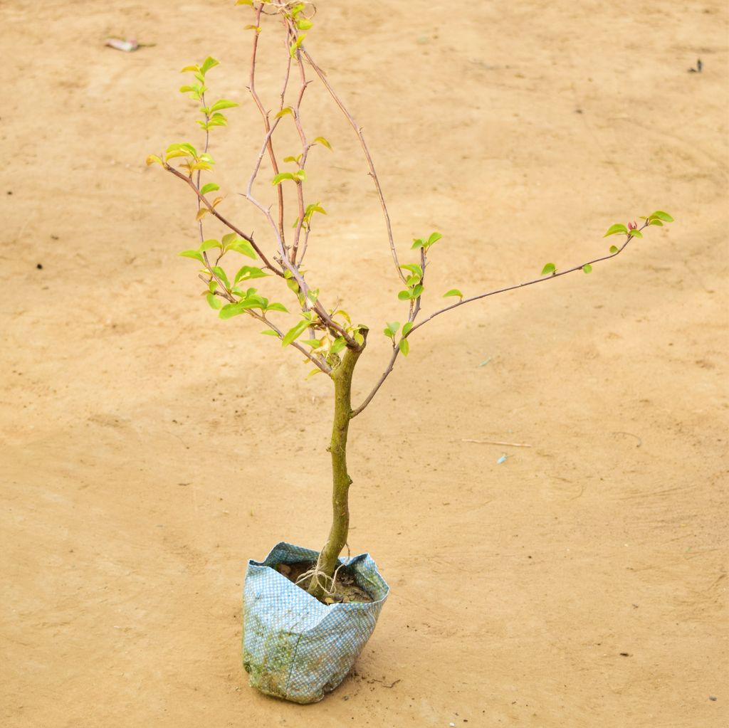 Bougainvillea (any colour) in 6 Inch Nursery Bag