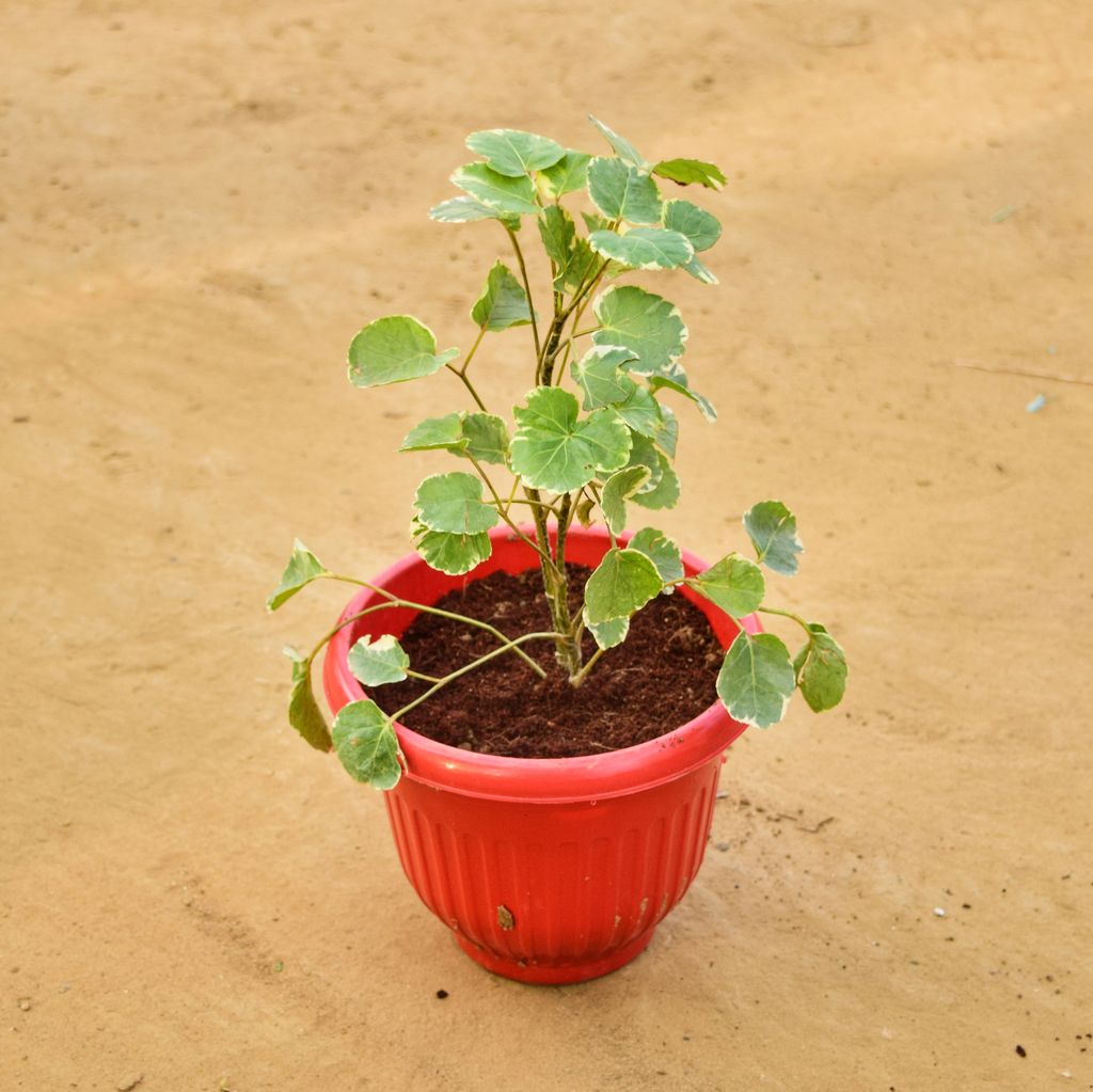 Aralia apple leaf in 8 Inch Terracotta Red Olive Plastic Pot