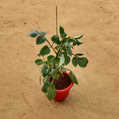 Buy Desi Dahlia (any colour) in 8 Inch Terracotta Red Olive Plastic Pot Online | Urvann.com