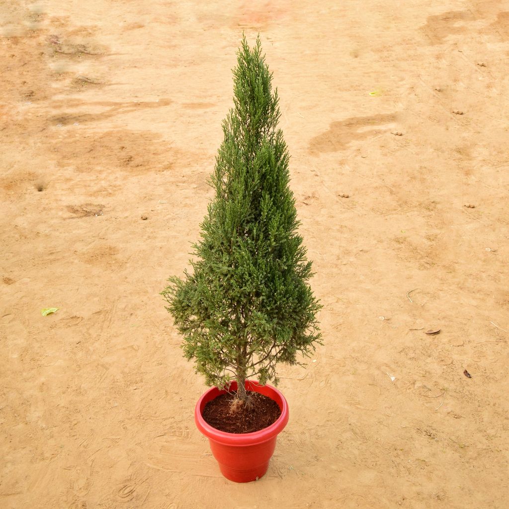 Juniperus (~ 4 Ft) in 14 Inch Terracotta Red Classy Plastic Pot