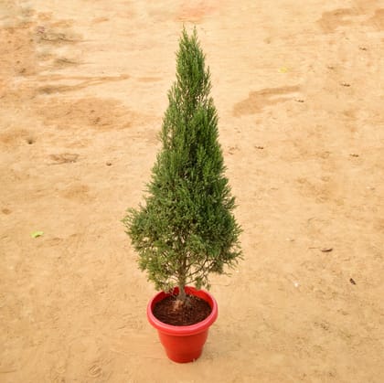 Buy Juniperus (~ 4 Ft) in 14 Inch Terracotta Red Classy Plastic Pot Online | Urvann.com