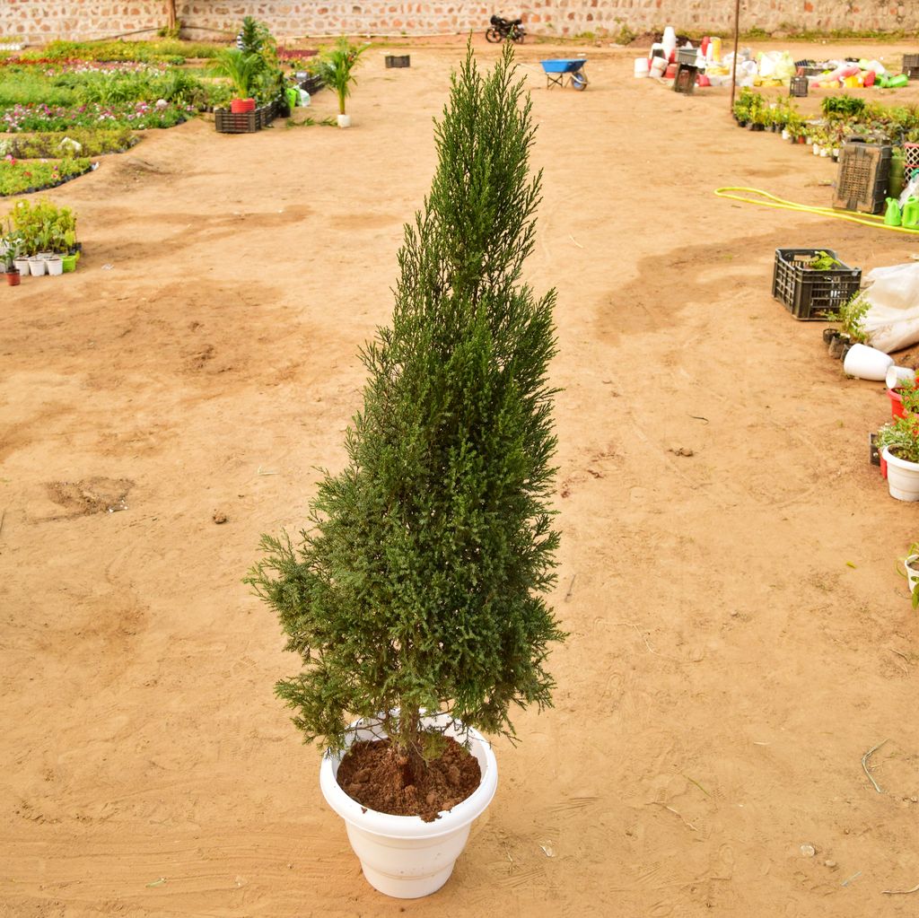 Juniperus (~ 4 Ft) in 14 Inch White Classy Plastic Pot