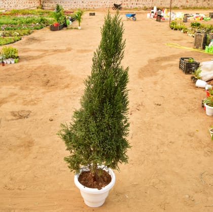 Buy Juniperus (~ 4 Ft) in 14 Inch White Classy Plastic Pot Online | Urvann.com