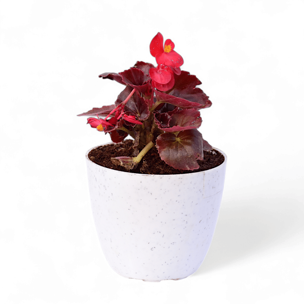 Begonia Red in 4 Inch White Premium Orchid Round Plastic Pot