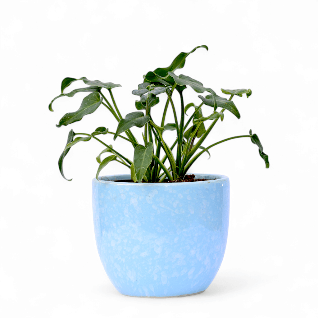 Xanadu Green in 4 Inch Blue Tribal Themed Handmade Taper Ceramic Pot � Minimalist Glossy Succulent Pot, Indoor Flower Pot for Home and Office D�cor