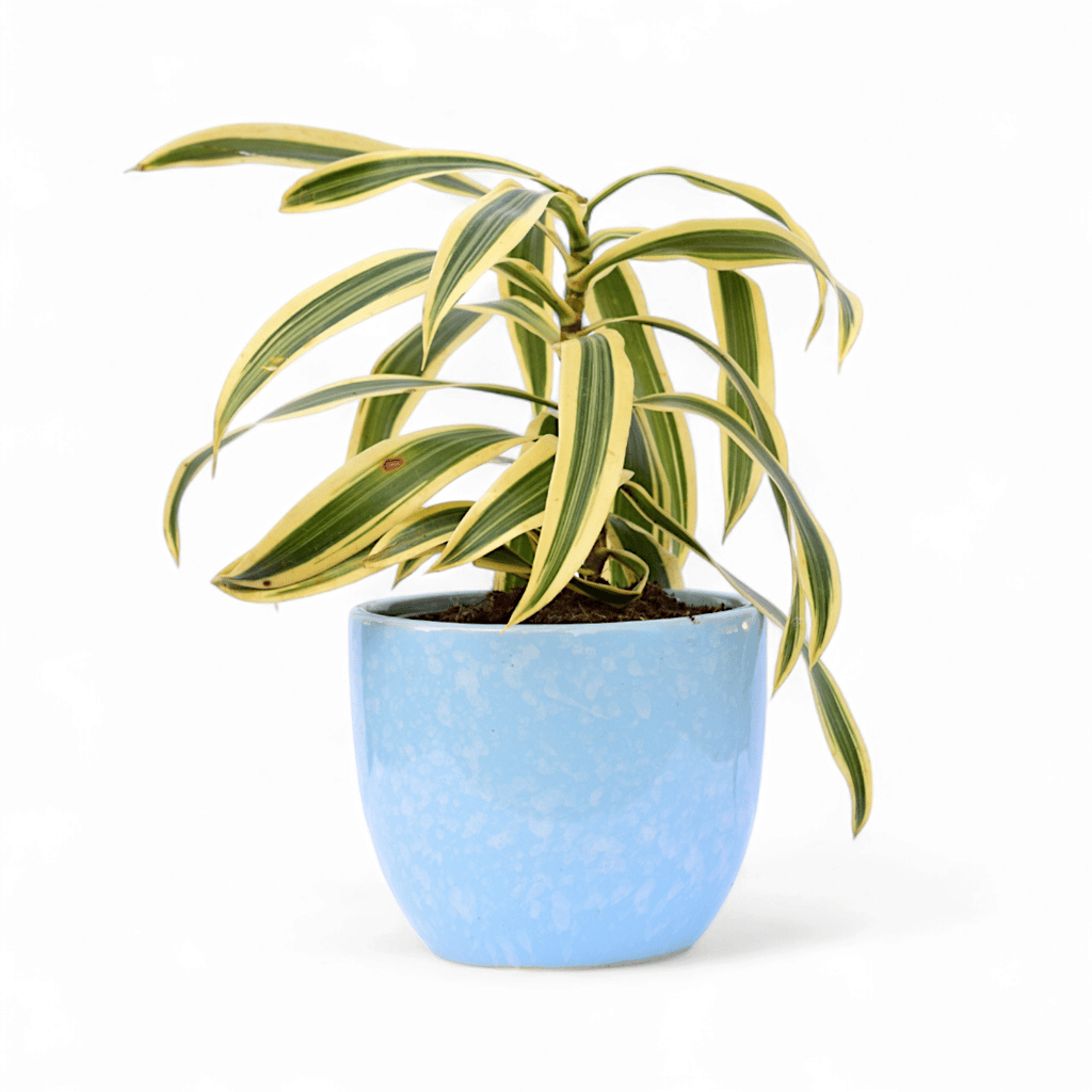 Song of India in 4 Inch Blue Tribal Themed Handmade Taper Ceramic Pot � Minimalist Glossy Succulent Pot, Indoor Flower Pot for Home and Office D�cor