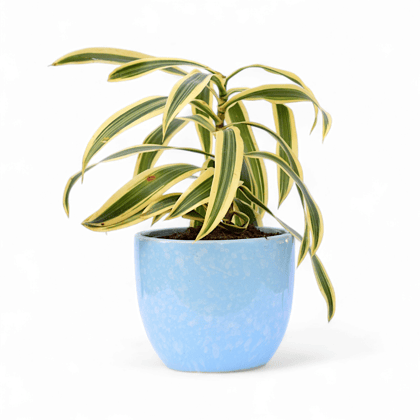 Buy Song of India in Set of 3 - 3,4 & 5.5 Inch Blue Tribal Themed Handmade Taper Ceramic Pot – Minimalist Glossy Succulent Pot, Indoor Flower Pot for Home and Office Décor Online | Urvann.com