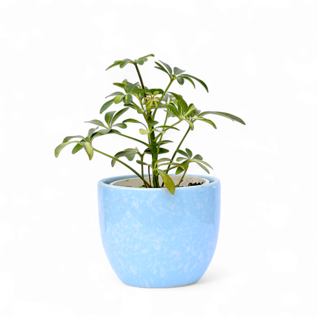 Schefflera Variegated in 4 Inch Blue Tribal Themed Handmade Taper Ceramic Pot � Minimalist Glossy Succulent Pot, Indoor Flower Pot for Home and Office D�cor