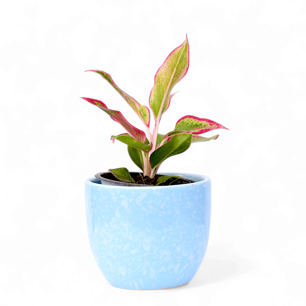 Aglaonema Lipstick / Siam Aurora in 4 Inch Blue Tribal Themed Handmade Taper Ceramic Pot � Minimalist Glossy Succulent Pot, Indoor Flower Pot for Home and Office D�cor