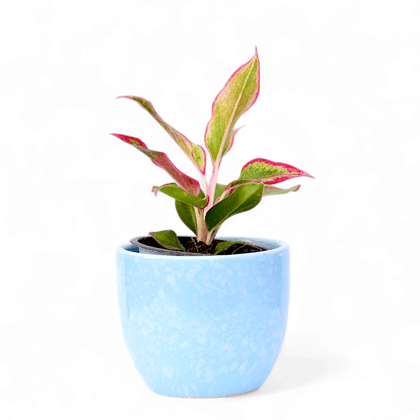 Buy Aglaonema Lipstick / Siam Aurora in Set of 3 - 3,4 & 5.5 Inch Blue Tribal Themed Handmade Taper Ceramic Pot – Minimalist Glossy Succulent Pot, Indoor Flower Pot for Home and Office Décor Online | Urvann.com