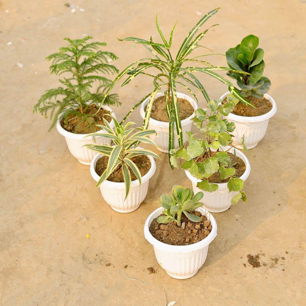 ATUL13605 - Set Of 6 - Araucaria, Chironji Croton, Fiddle Leaf, Song Of India, Crasulla & Aralia Green (Any Colour) in 8 Inch White Olive Plastic Pot