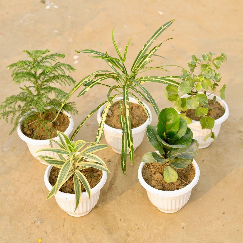 ATUL13606 - Set Of 5 - Song Of India, Araucaria, Fiddle Leaf, Chironji Croton & Aralia Green (Any Colour) in 8 Inch White Olive Plastic Pot