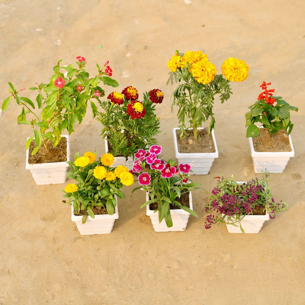 ATUL13526 - Winter Seasonals Steal - Set of 7 - Periwinkle / Vinca / Sadabahar, Marigold / Genda Jafri, Marigold, Salvia, calendula, Dianthus & Alyssum (any colour) in 4 Inch White Marble Premium Orchid Square Plastic Pot