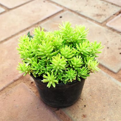 Sedum Yellow Succulent in 3 Inch Nursery Pot