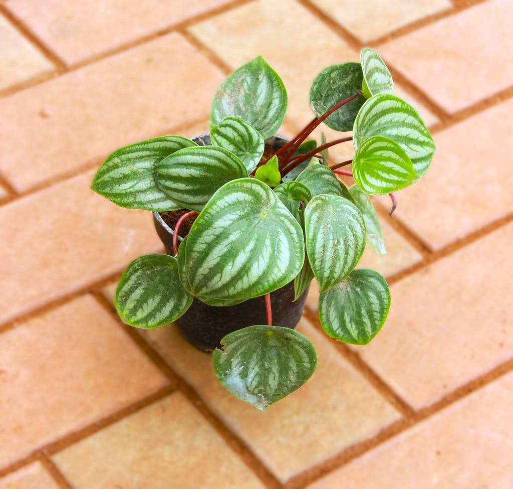 Exotic Peperomia / Radiator Plant Watermelon in 4 Inch Nursery Pot