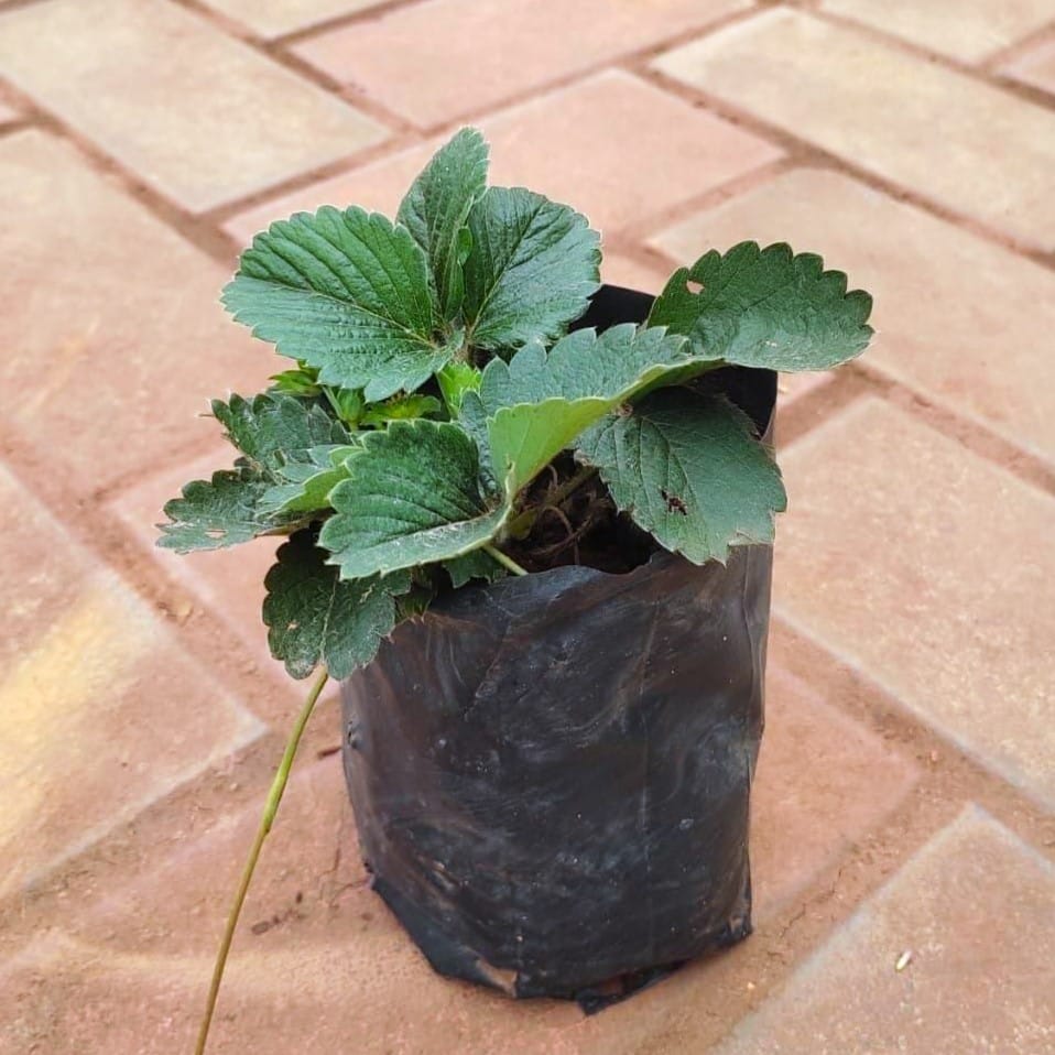 Strawberry Plant in 4 Inch Nursery Bag