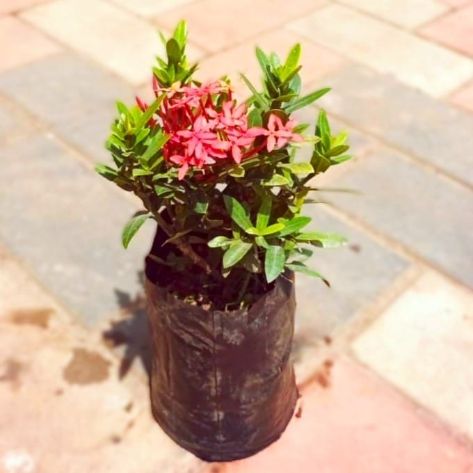 Chinese Ixora (any colour) in 5 Inch Nursery Bag