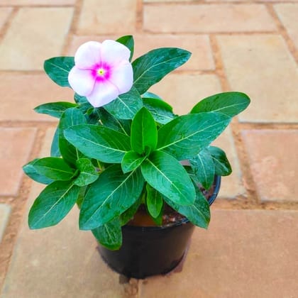 Periwinkle / Sadabahar / Vinca in 4 Inch Nursery Pot (Any Colour)