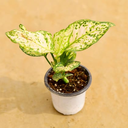 Aglaonema White in 4 Inch Nursery Pot