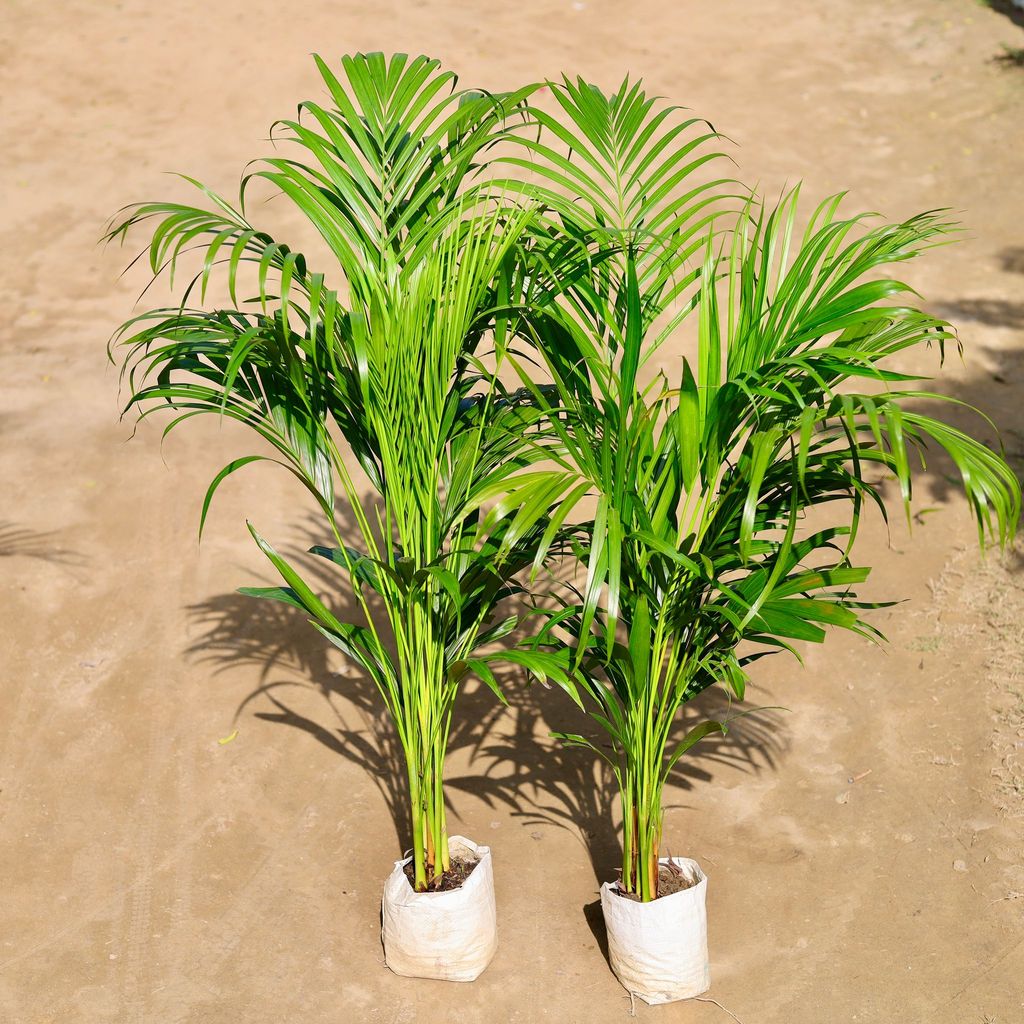 Set of 2 - Areca Palm Bushy (~ 3 Ft) in 6 Inch Nursery bag