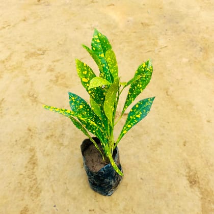 Baby Croton in 3 Inch Nursery Bag