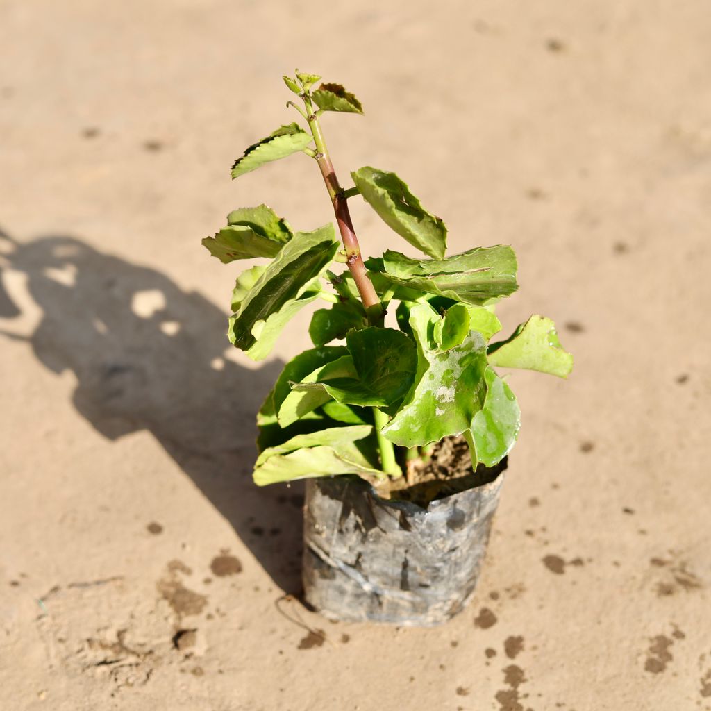 Arabian Wax / Grape Ivy Vine in 4 Inch Nursery bag