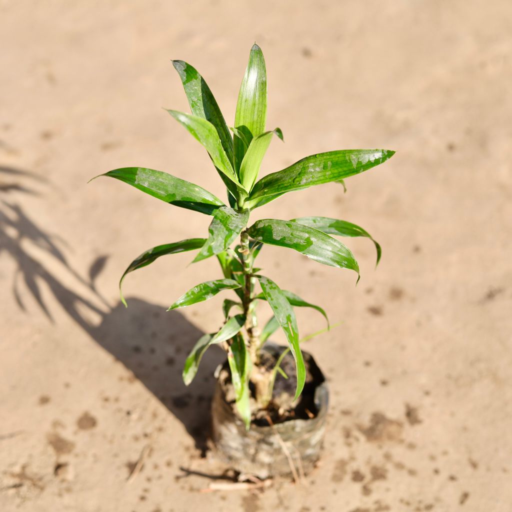 Dracaena Green in 4 Inch Nursery bag