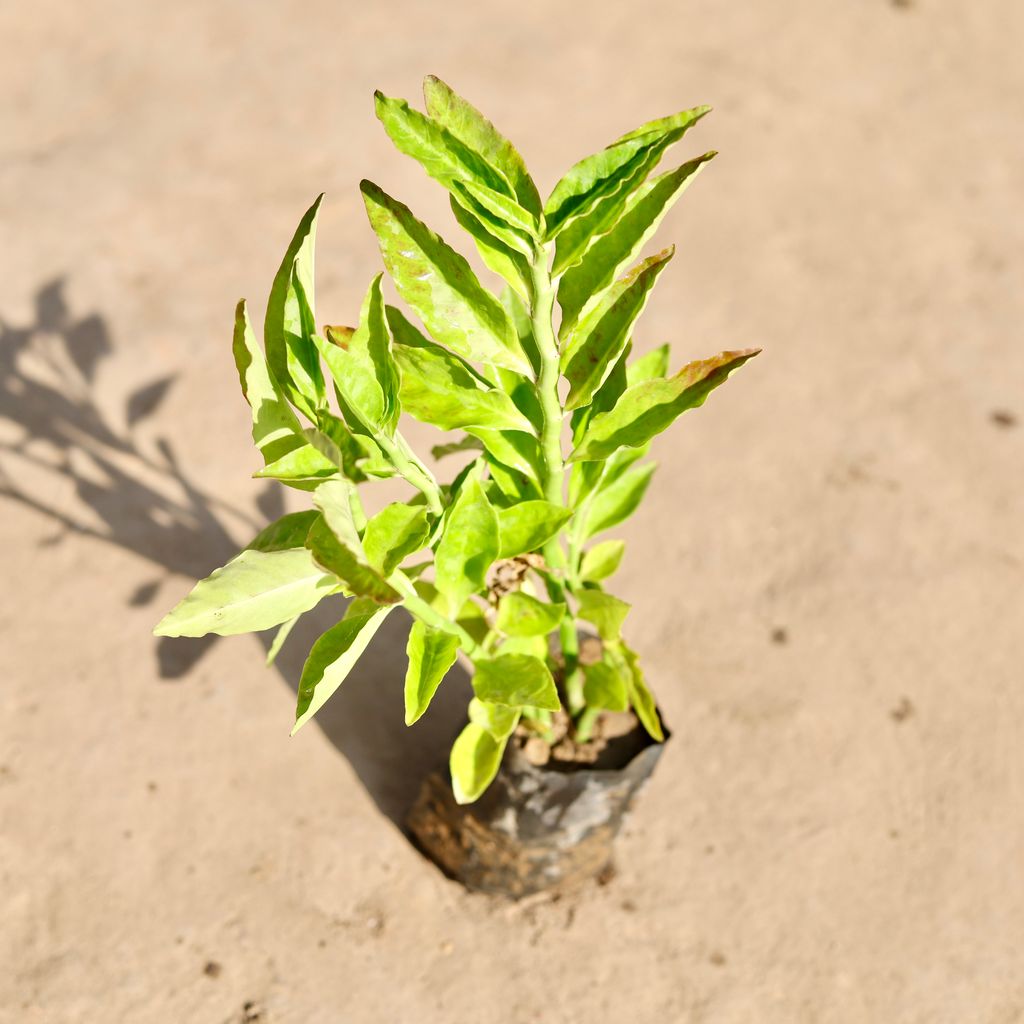 Pedilianthus / Devil'S Backbone Green in 4 Inch Nursery bag