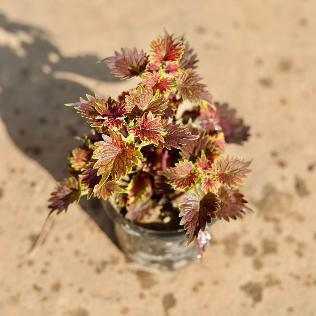 Coleus Red Brown in 4 Inch Nursery Pot