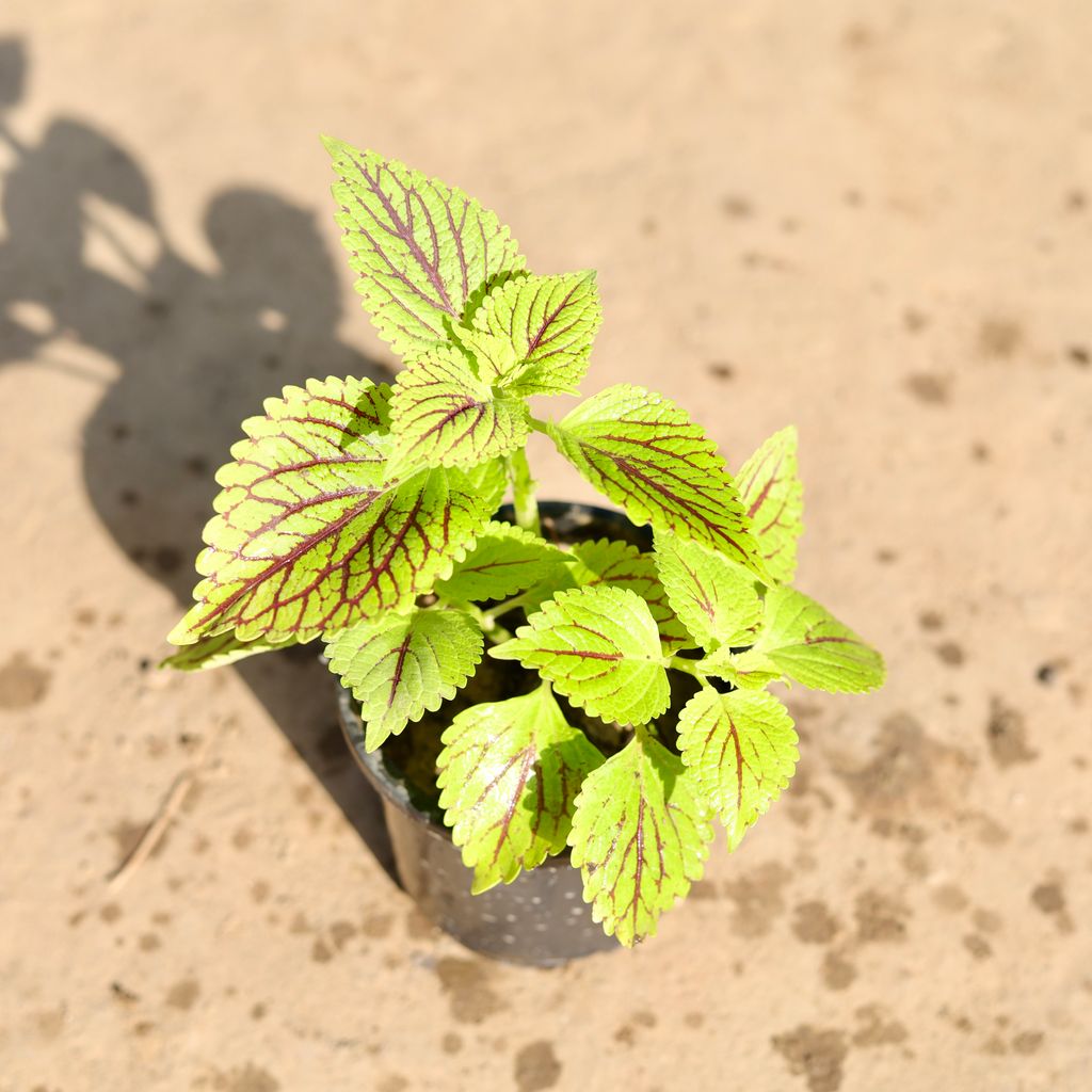 Coleus Green in 4 Inch Nursery Pot