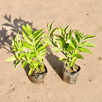 Buy Set Of 2 - Pedilianthus / Devil'S Backbone Green in 4 Inch Nursery bag Online | Urvann.com