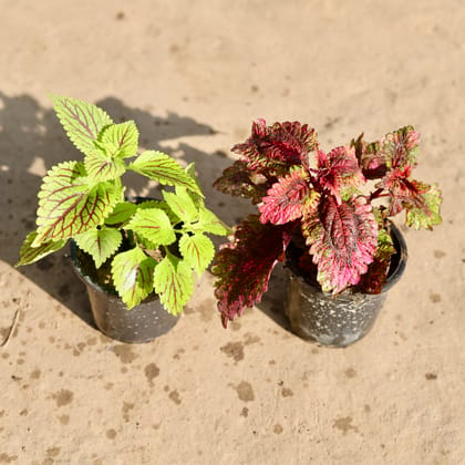 Buy Set Of 2 - Coleus Green And Brown  in 4 Inch Nursery Pot Online | Urvann.com