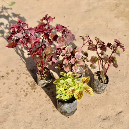 Buy Set Of 4 - Coleus Brown, Green, Green Brown & Red Brown (Any Colour) in 4 Inch Nursery bag Online | Urvann.com