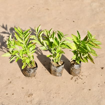 Buy Set Of 3 - Pedilianthus / Devil'S Backbone Green in 4 Inch Nursery bag Online | Urvann.com