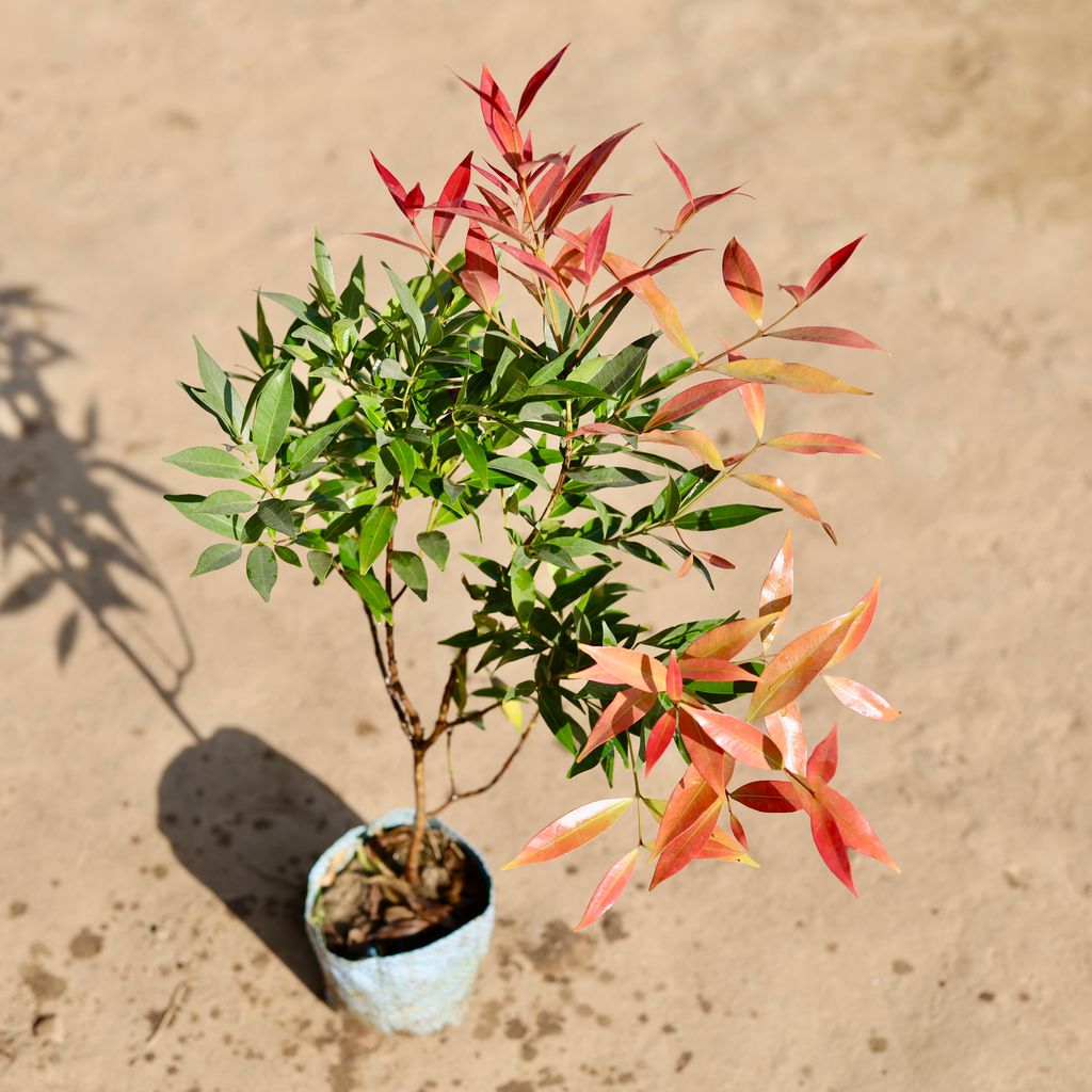 Syzygium / Christina Ficus in 7 Inch Nursery bag