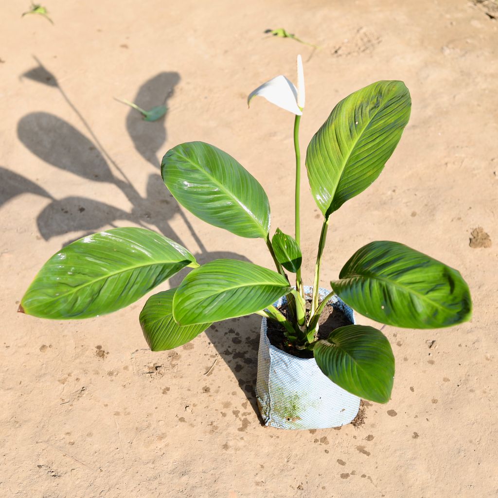 Peace Lily Broad Leaf in 10 Inch Nursery bag