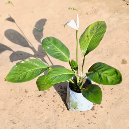 Buy Peace Lily Broad Leaf  in 10 Inch Nursery bag Online | Urvann.com