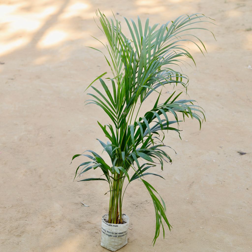 Areca Palm Bushy (~ 3 ft) in 6 Inch Nursery bag