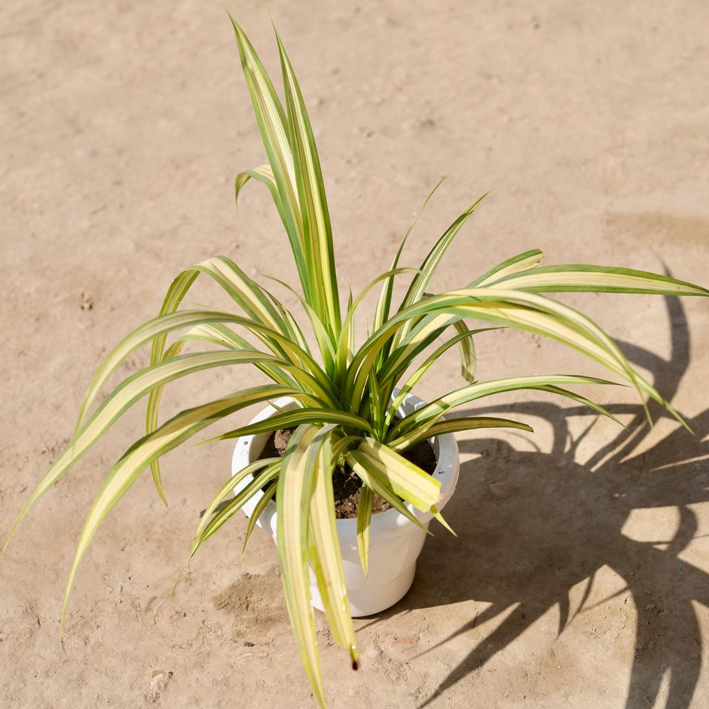 Pandanus / Screwpine in 8 Inch Classy White Plastic Pot