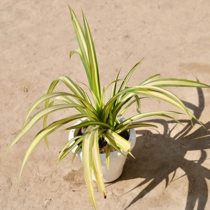 Buy Pandanus in 8 Inch Classy White Plastic Pot Online | Urvann.com