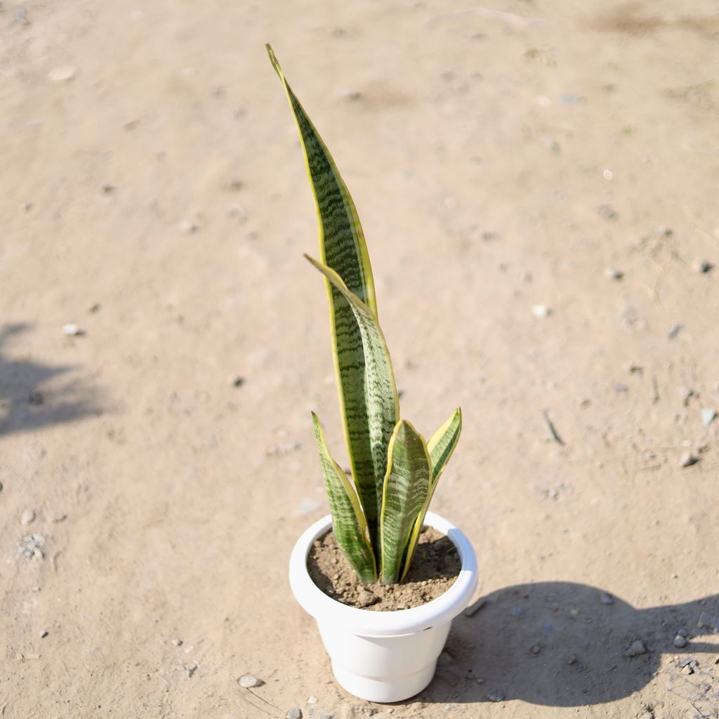 Snake Sansevieria in 8 Inch Classy White Plastic Pot