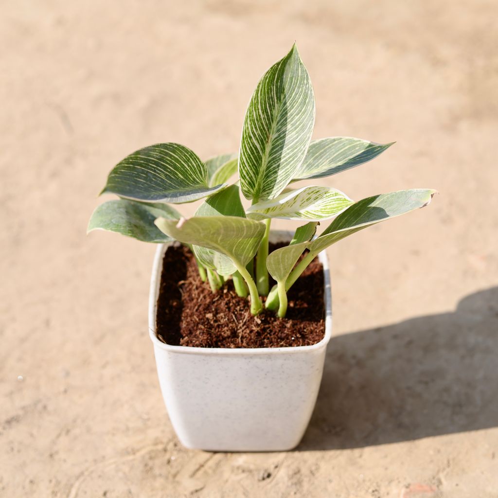 Philodendron Birkin in 4 Inch Classy White Square Plastic Pot