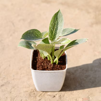 Buy Philodendron Birkin in 4 Inch Classy White Square Plastic Pot Online | Urvann.com