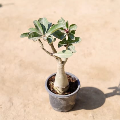 Buy Adenium (Any Colour) in 6 Inch Nursery Pot Online | Urvann.com