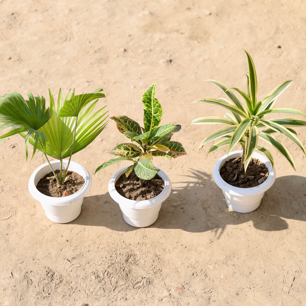 Set Of 3 - China Palm, Croton Petra & Song Of India in 6 Inch Classy White Plastic Pot