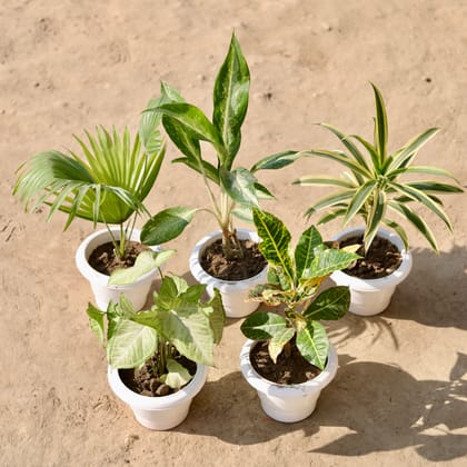 Buy Set Of 5 - China Palm, Aglaonema White, Song Of India, Syngonium Green & Croton Petra in 6 Inch Classy White Plastic Pot Online | Urvann.com