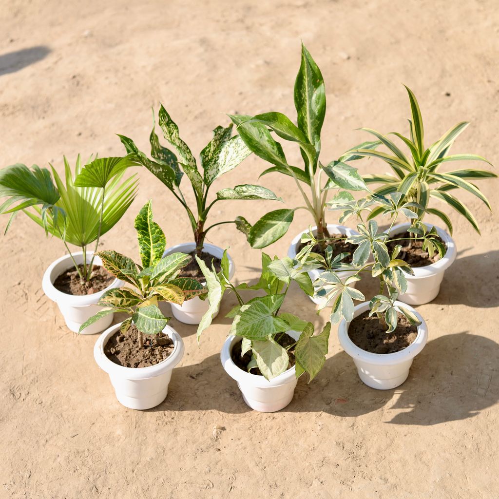 Indoor Garden Special - Set Of 7 - China Palm , Aglaonema Snow White, Aglaonema White, Song Of India, Croton Petra, Syngonium Green & Schefflera Variegated in 6 Inch Classy White Plastic Pot